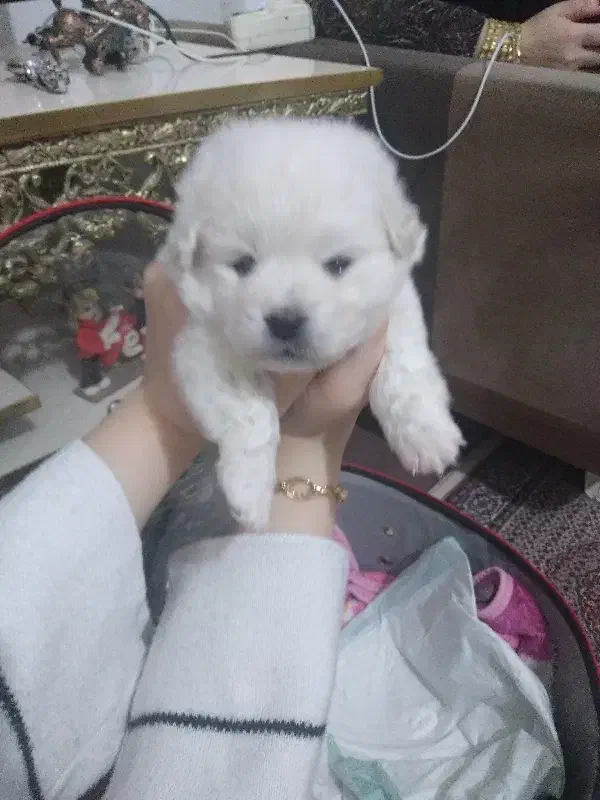 سگ خانگی|سگ|ارومیه, |دیوار