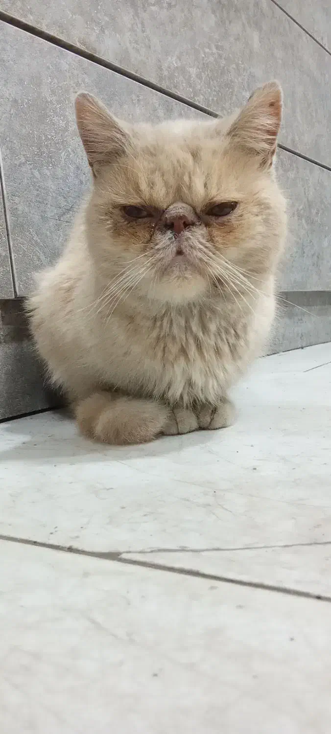 گربه پرشین|گربه|ارومیه, |دیوار