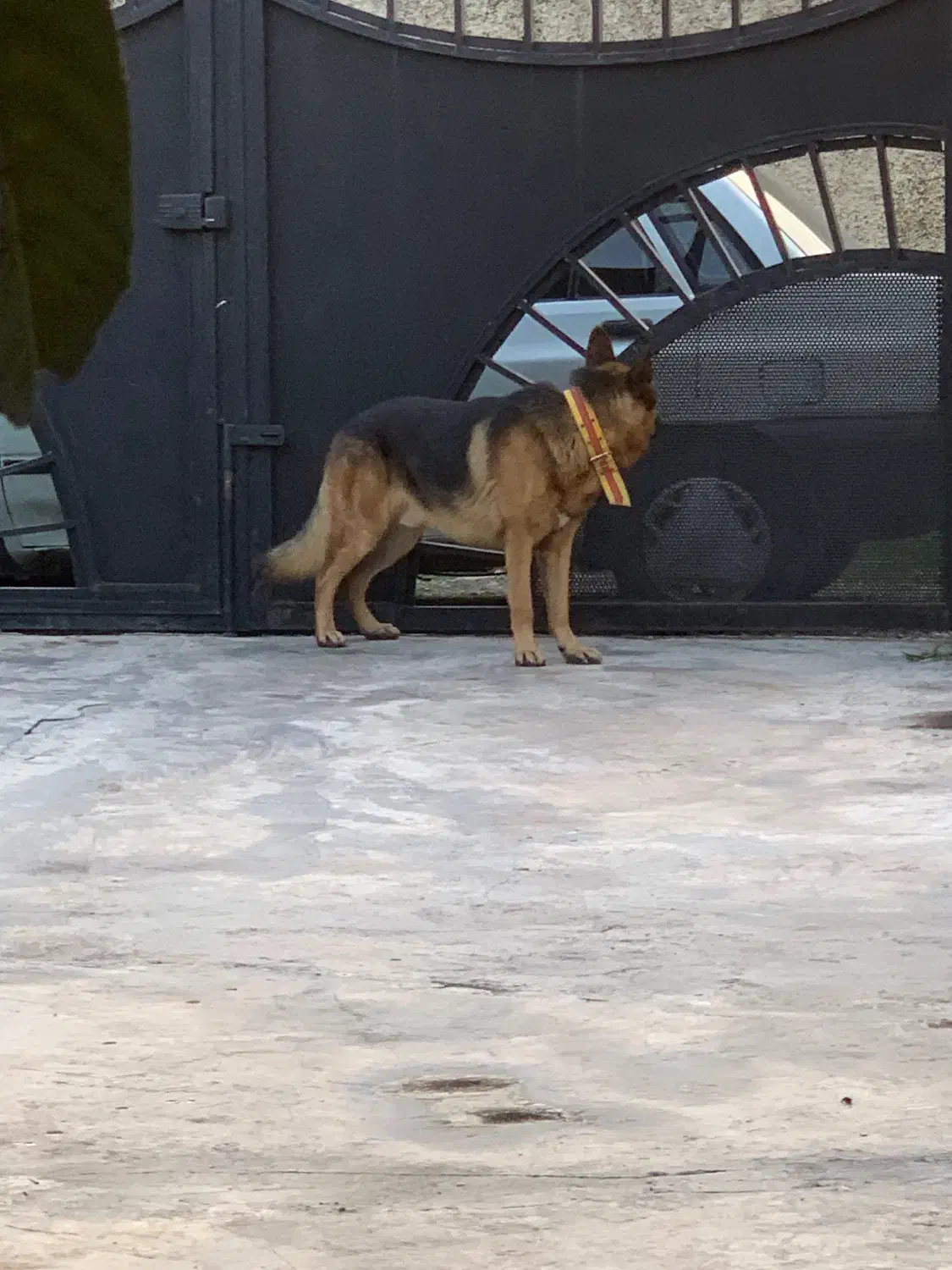 سگ ژرمن شپرد|سگ|نوشهر, |دیوار