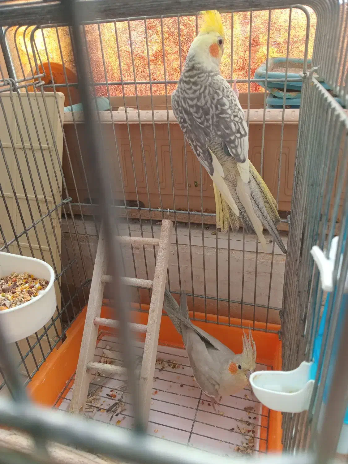 عروس هلندی جفت خورده|پرنده|اسلامشهر, مسکن مهر اسلاشهر (شهرک امام خمینی)|دیوار