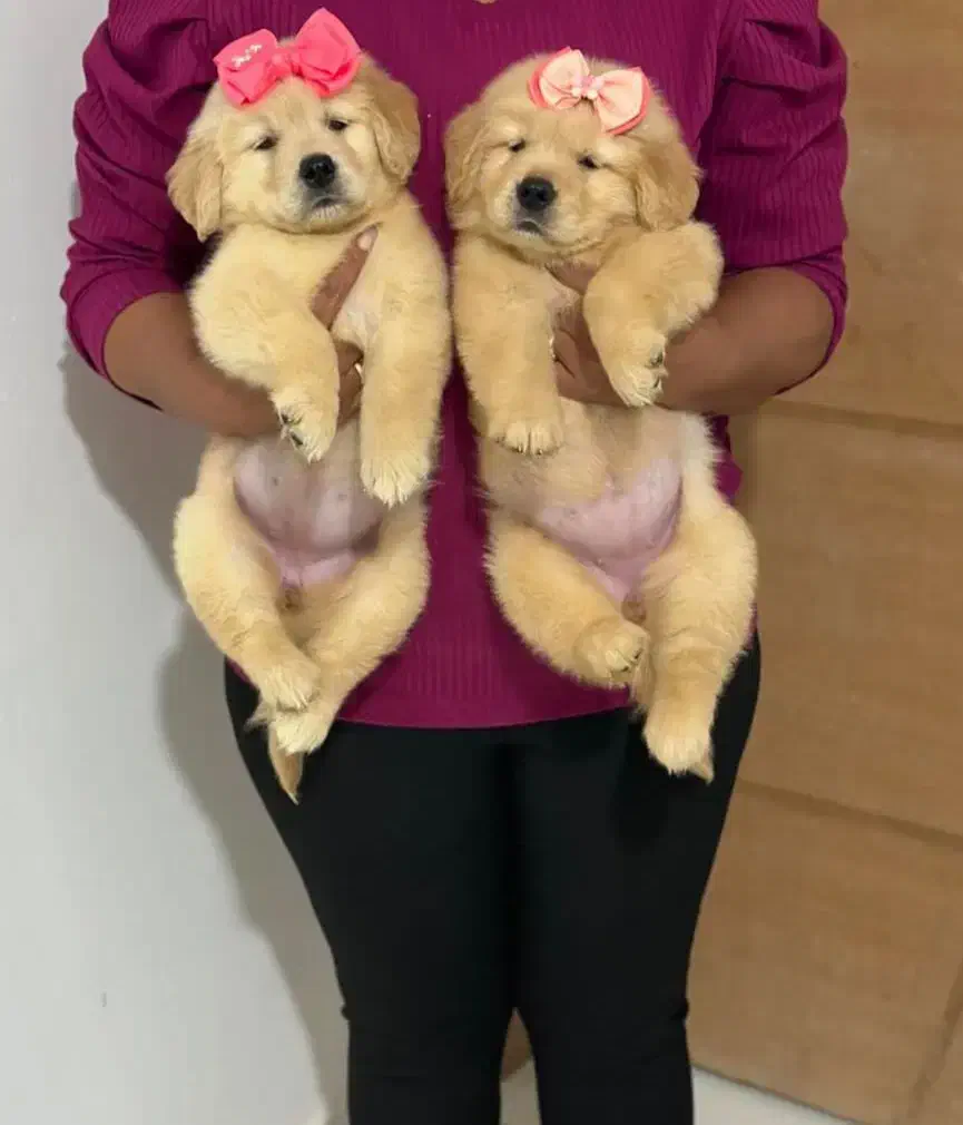 گلدن رتریور|سگ|تهران, پردیسان|دیوار