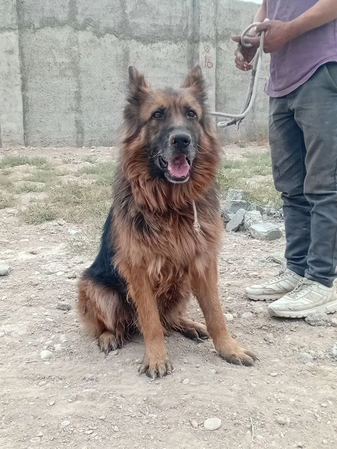 سگ ژرمن شپرد|سگ|رباطکریم, رباطکریم|دیوار