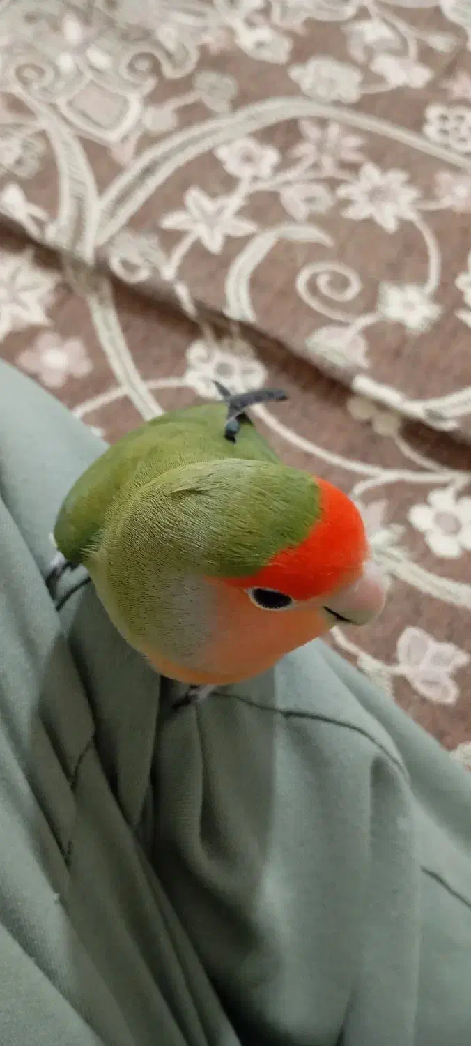 طوطی برزیلی|پرنده|شهریار, شهریار|دیوار