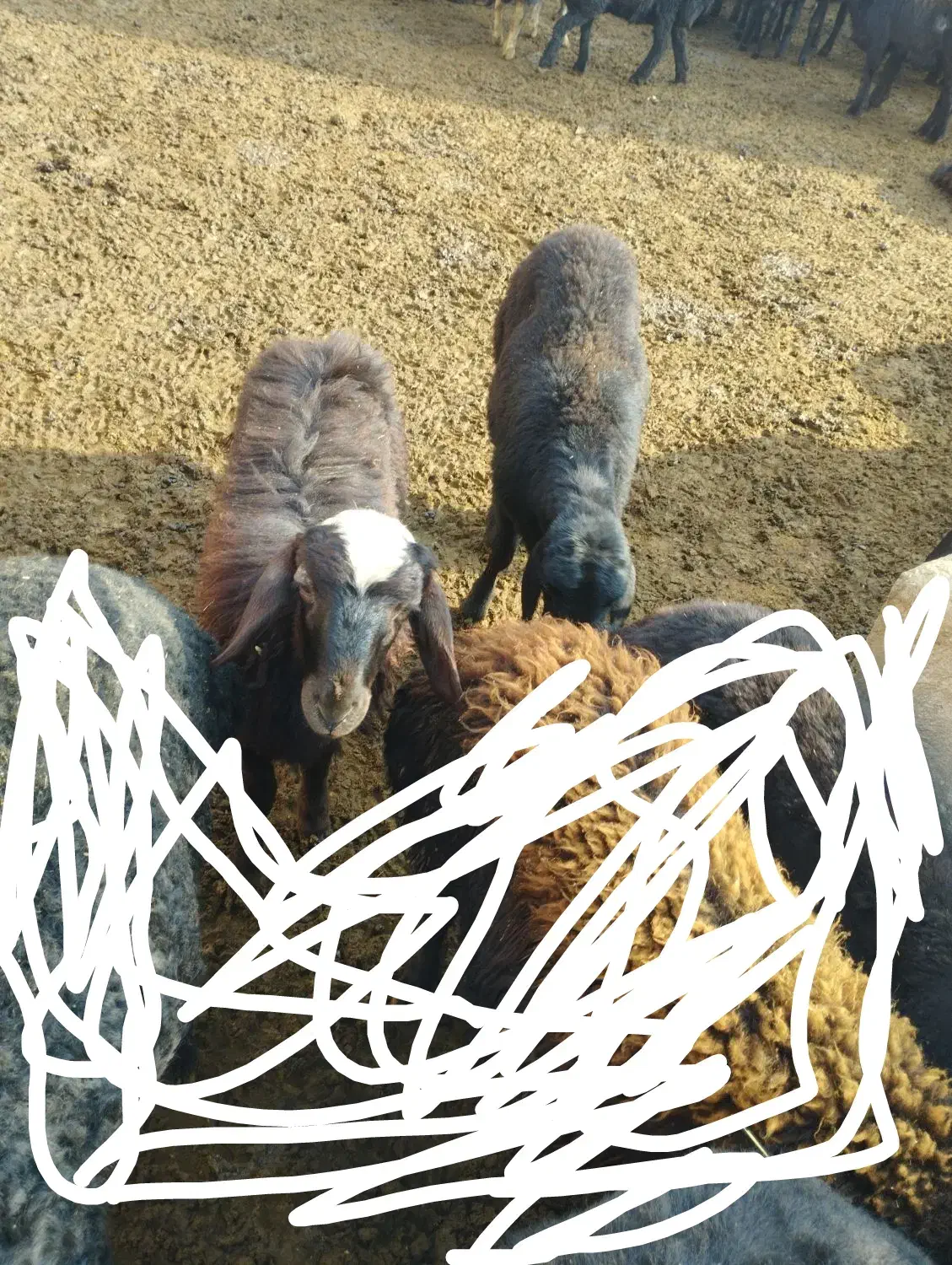 سلام ۲ راس بره یکی نر یکی ماده به فروش میرسد|حیوانات مزرعه|بکتاش, |دیوار