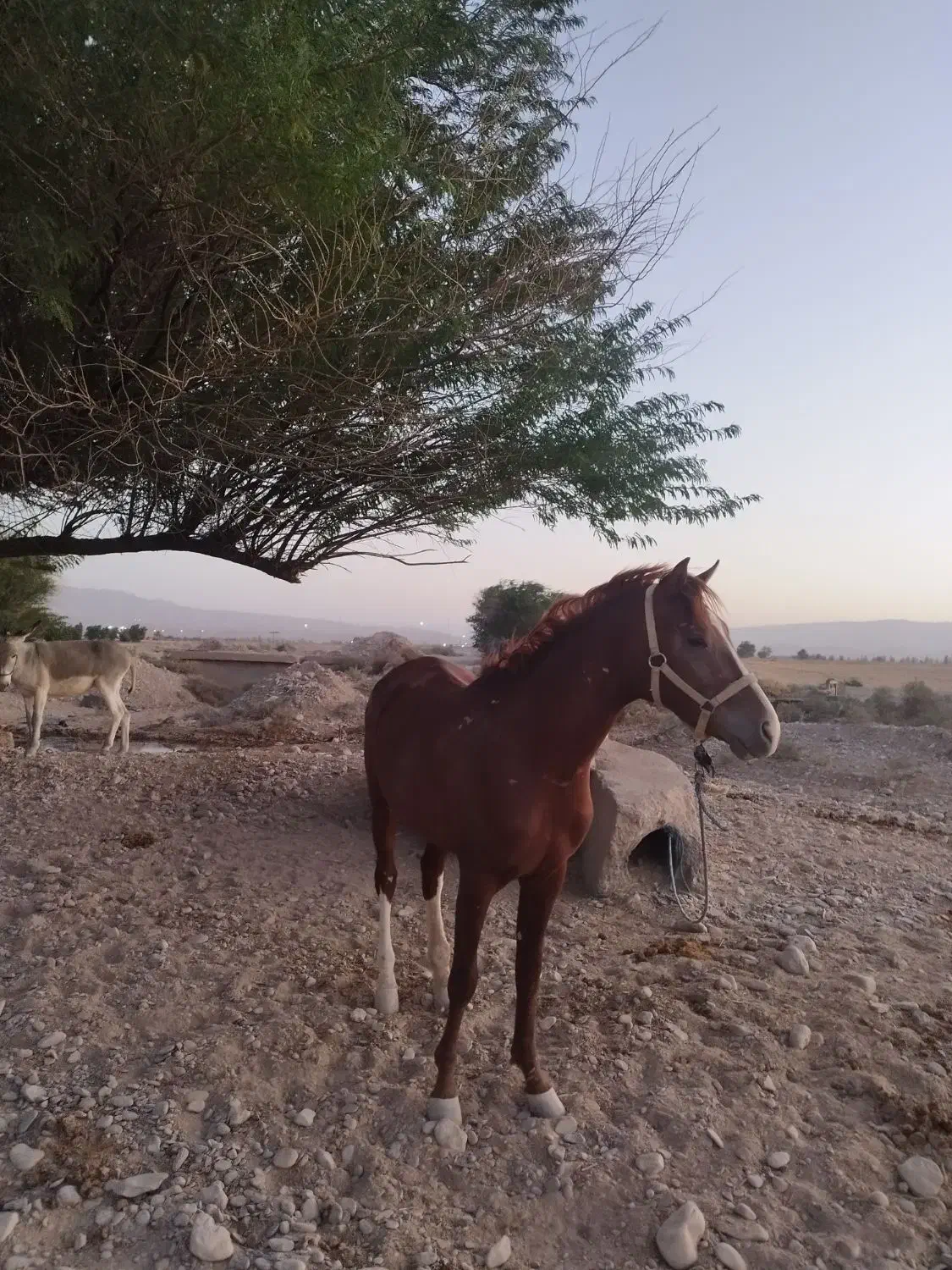 اسب|اسب و تجهیزات اسبسواری|مهران (ایلام), |دیوار