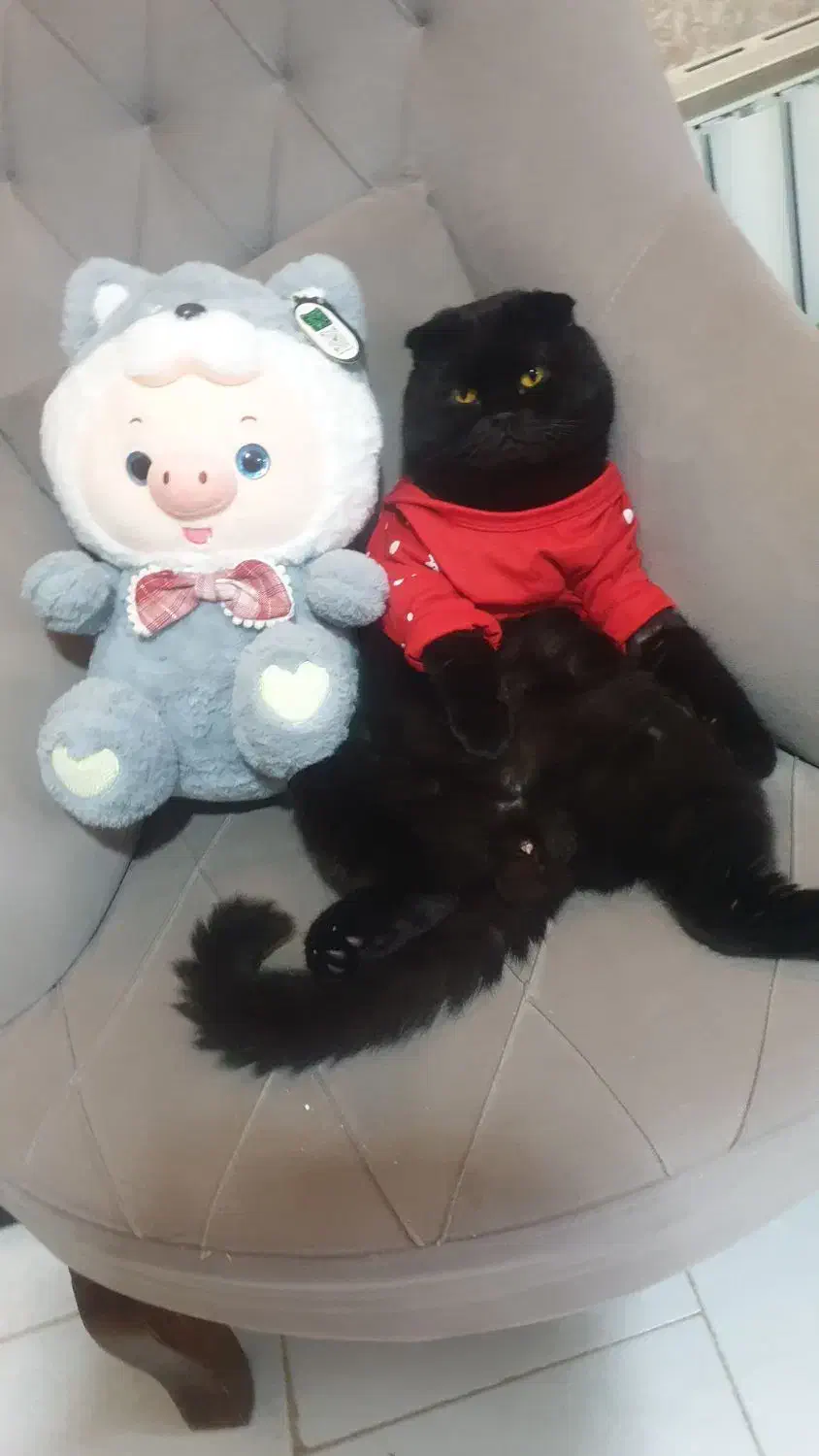 گربه اسکاتیش نرخالص|گربه|گرگان, |دیوار