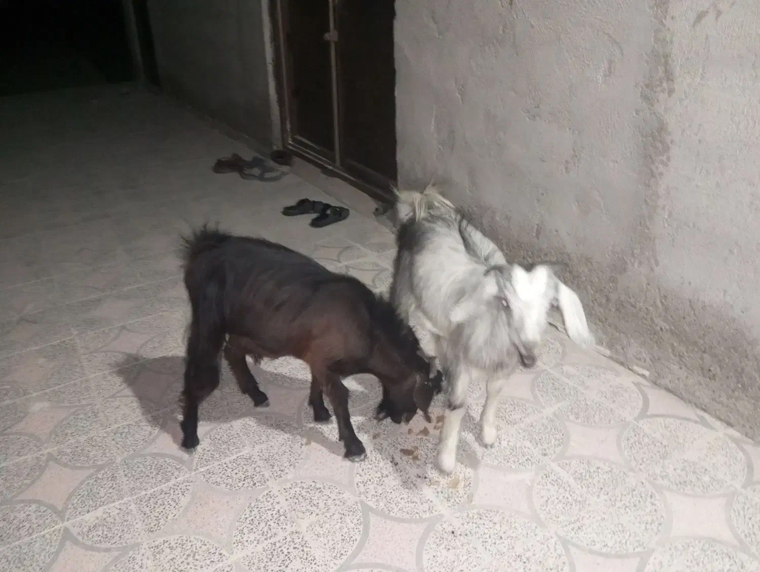 فروش دو تا کهره سرحال وچاق مناسب جهت داشت وکشتن|حیوانات مزرعه|سندرک, |دیوار