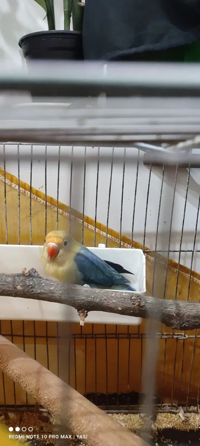 طوطی برزیلی پربالو|پرنده|اهواز, کوی مهدیس|دیوار