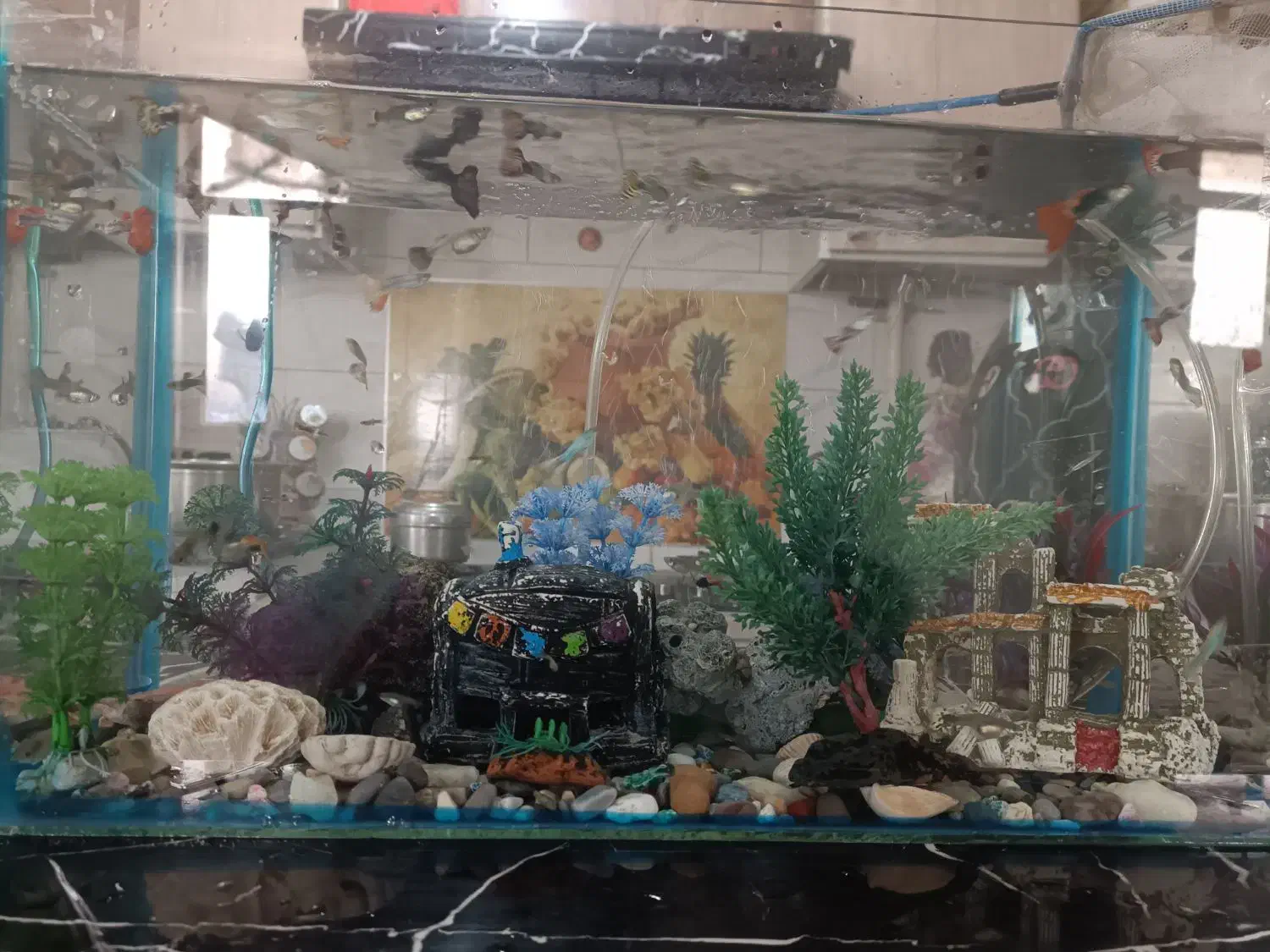 ماهی گوپی|ماهی|شیراز, کفترک|دیوار