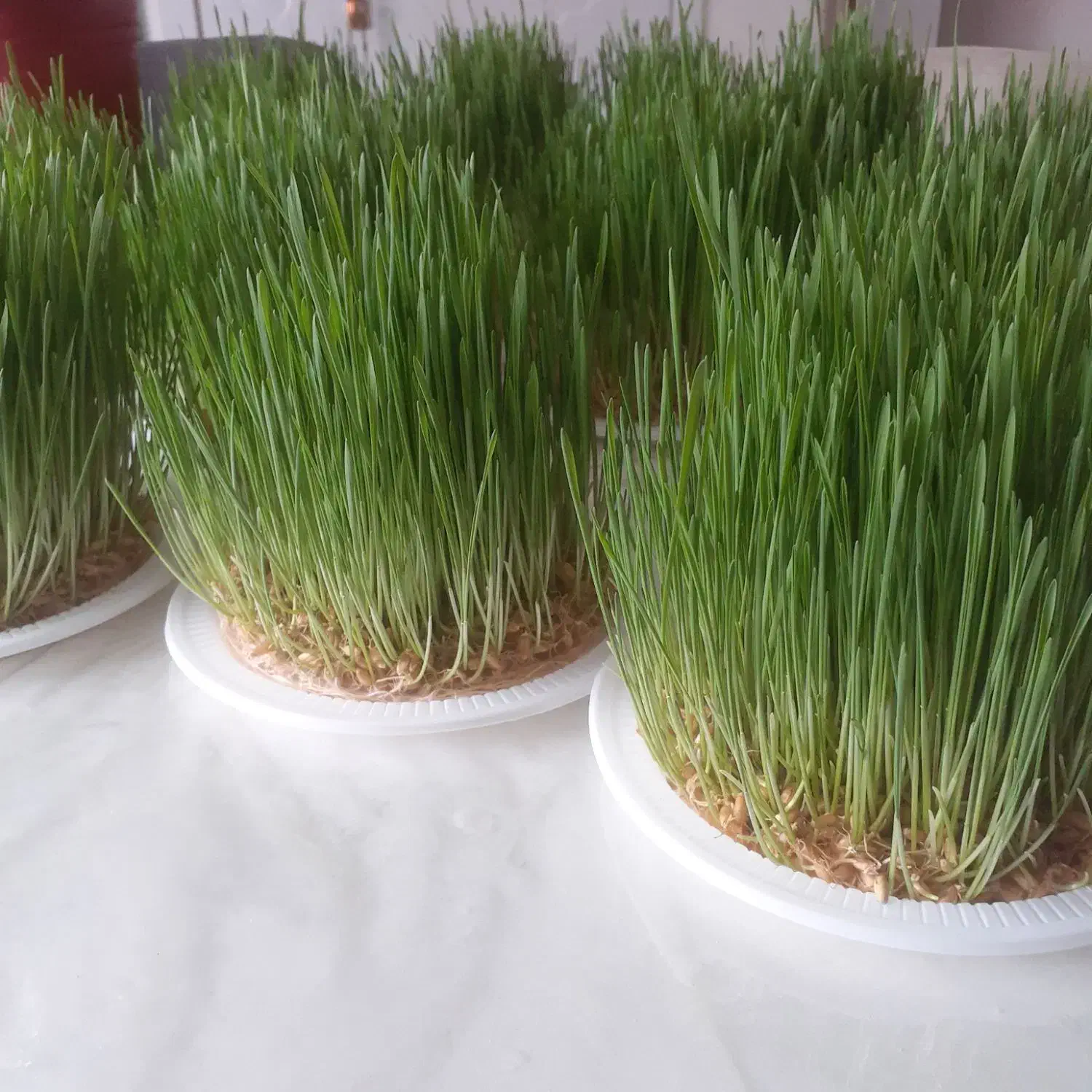 سبزه|گل و گیاه طبیعی|رشت, لاکان شهر|دیوار