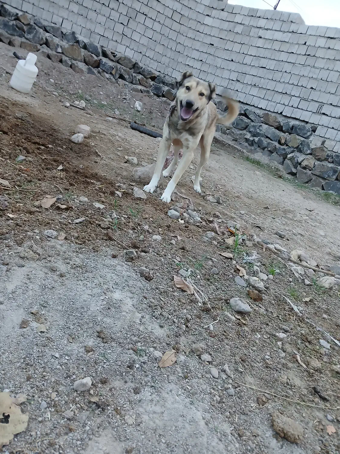 سگ نگهبان|سگ|ثمرین, |دیوار