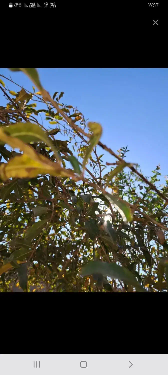 سوخت گمشده اطراف لوتک|اشیا|زابل, |دیوار