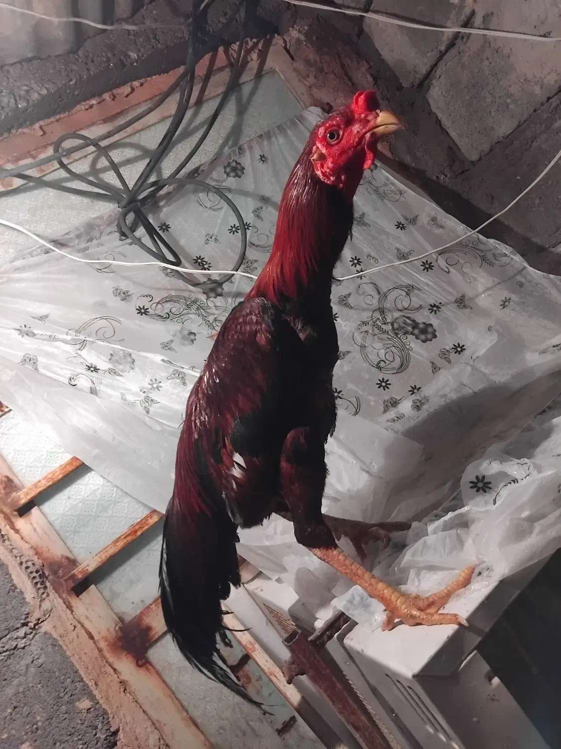 خروس|حیوانات مزرعه|بیکاه, |دیوار