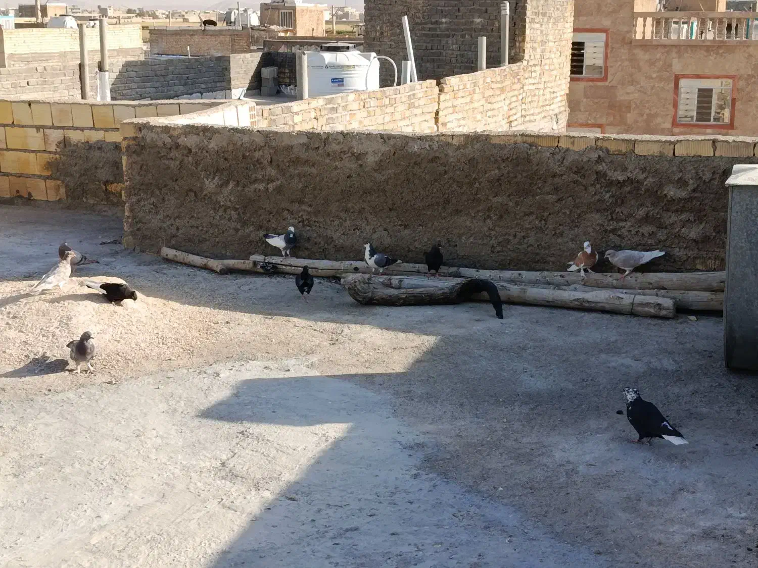 کبوتر|پرنده|شیراز, شهرک مهرگان|دیوار
