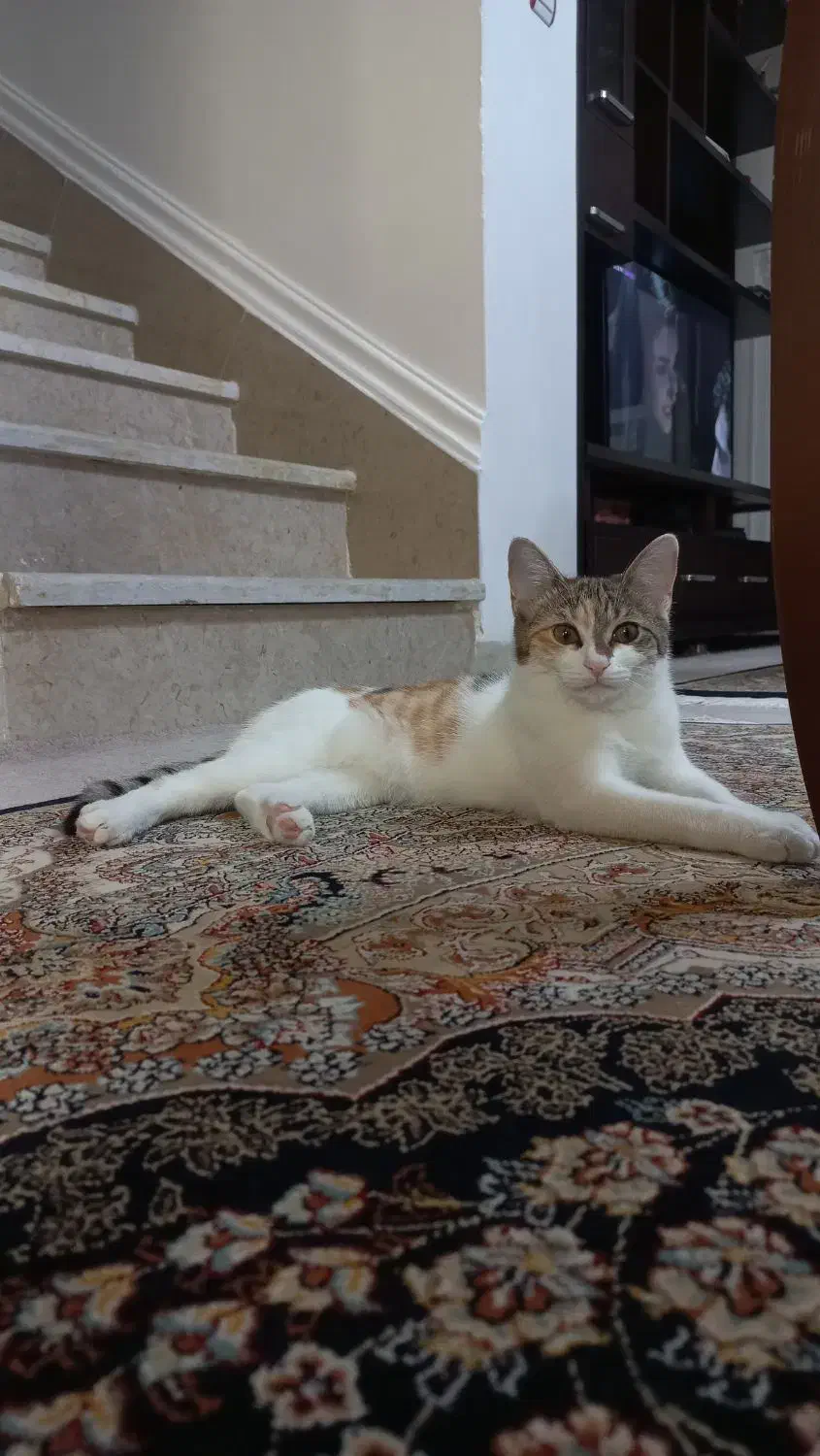 واگذاری رایگان بچه گربه ماده دی اس اچ|گربه|شیراز, فلکه گاز|دیوار