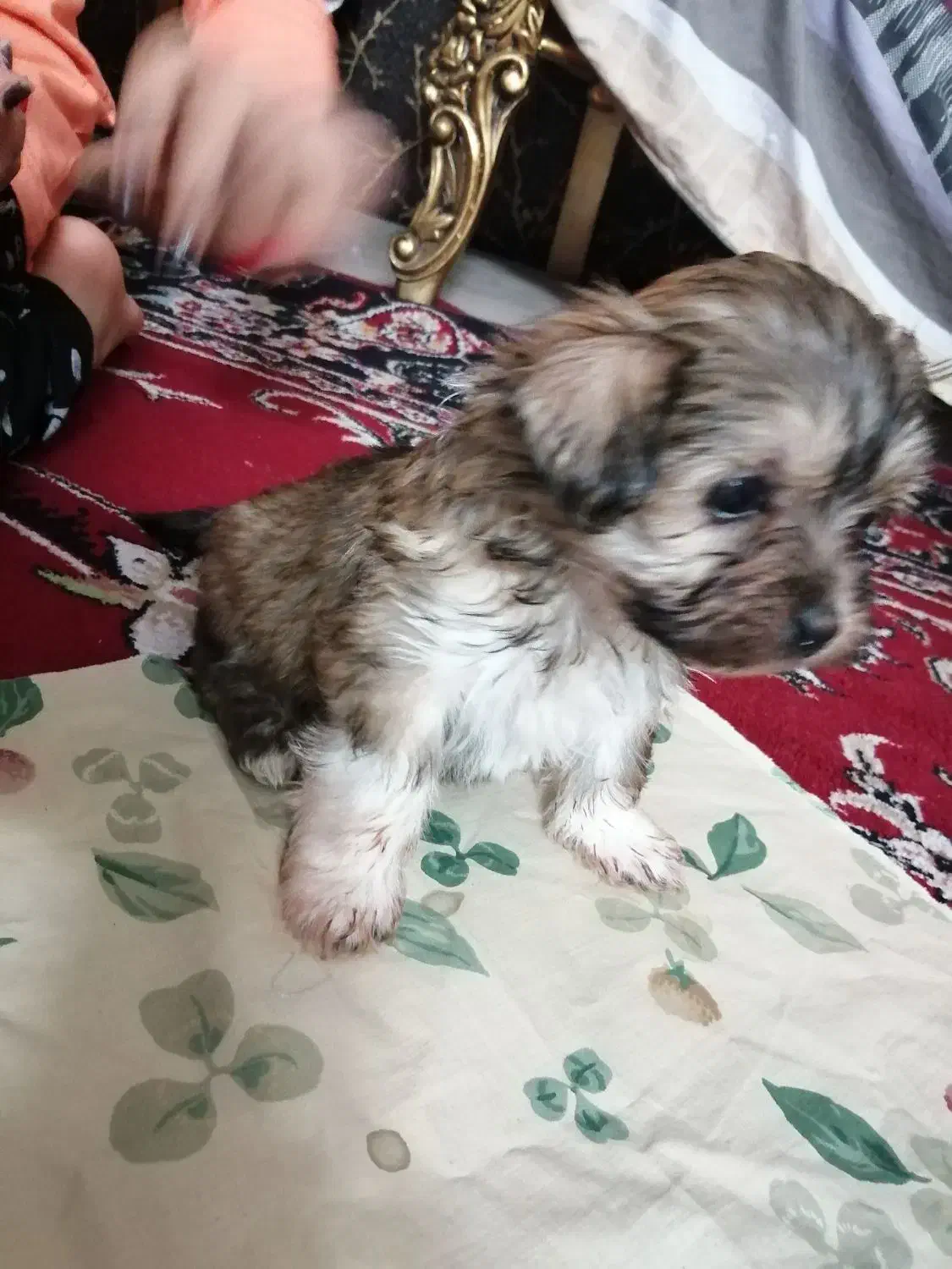 فروش سگ جیبی|سگ|لار, |دیوار