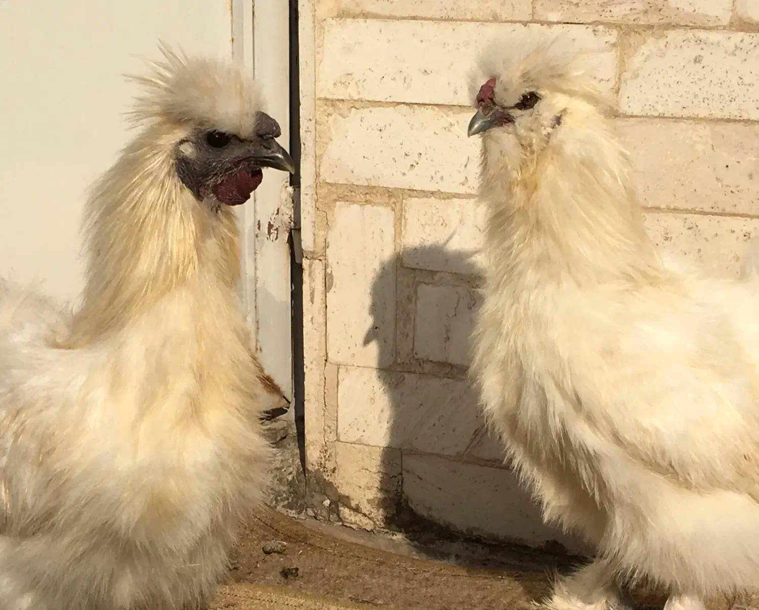 فروش|حیوانات مزرعه|تهران, شهرک ولیعصر شمالی|دیوار