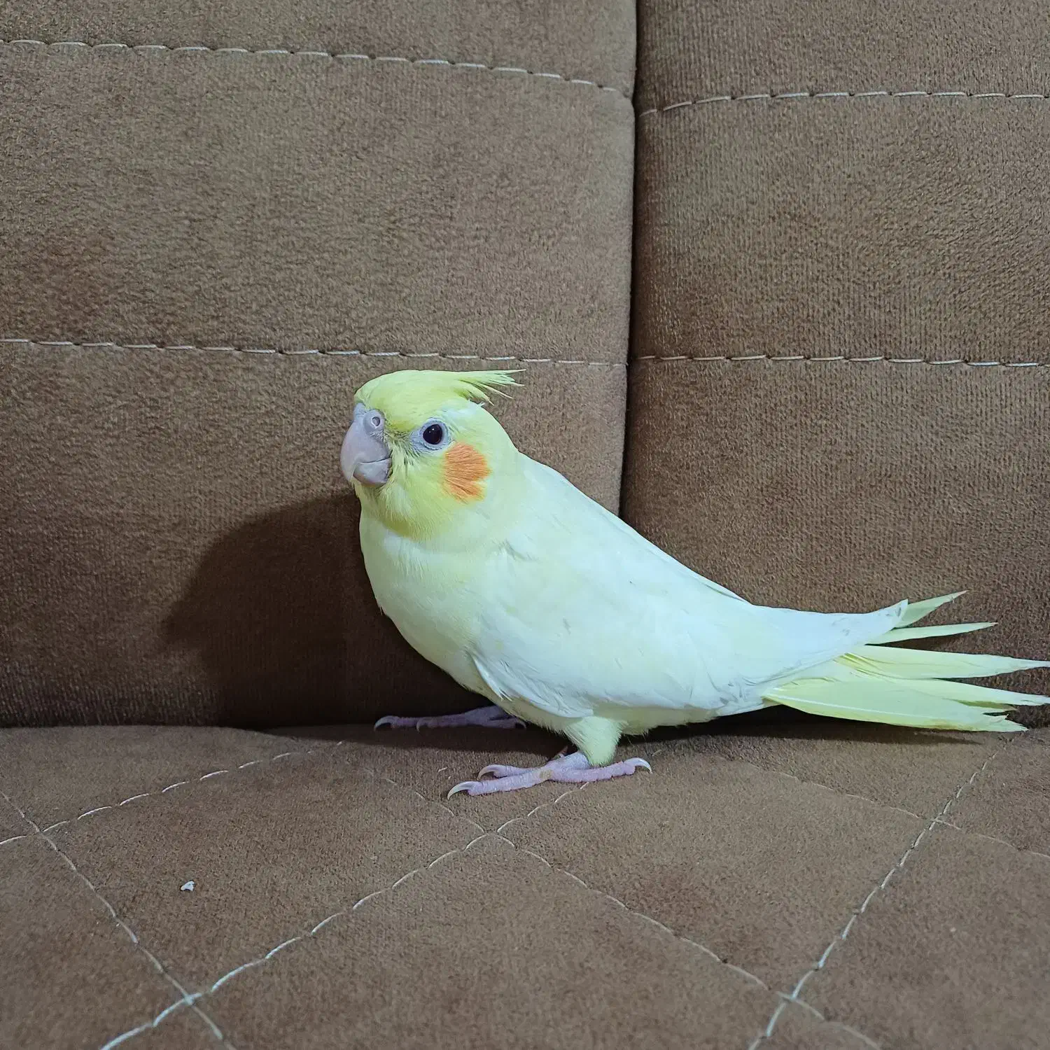 عروس هلندی 1ماهه|پرنده|کوچصفهان, |دیوار