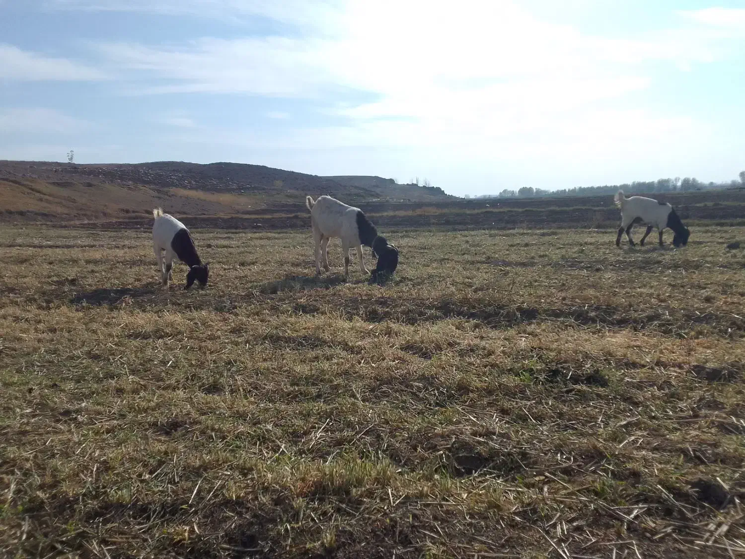 بزغاله بز|حیوانات مزرعه|ارشق, |دیوار