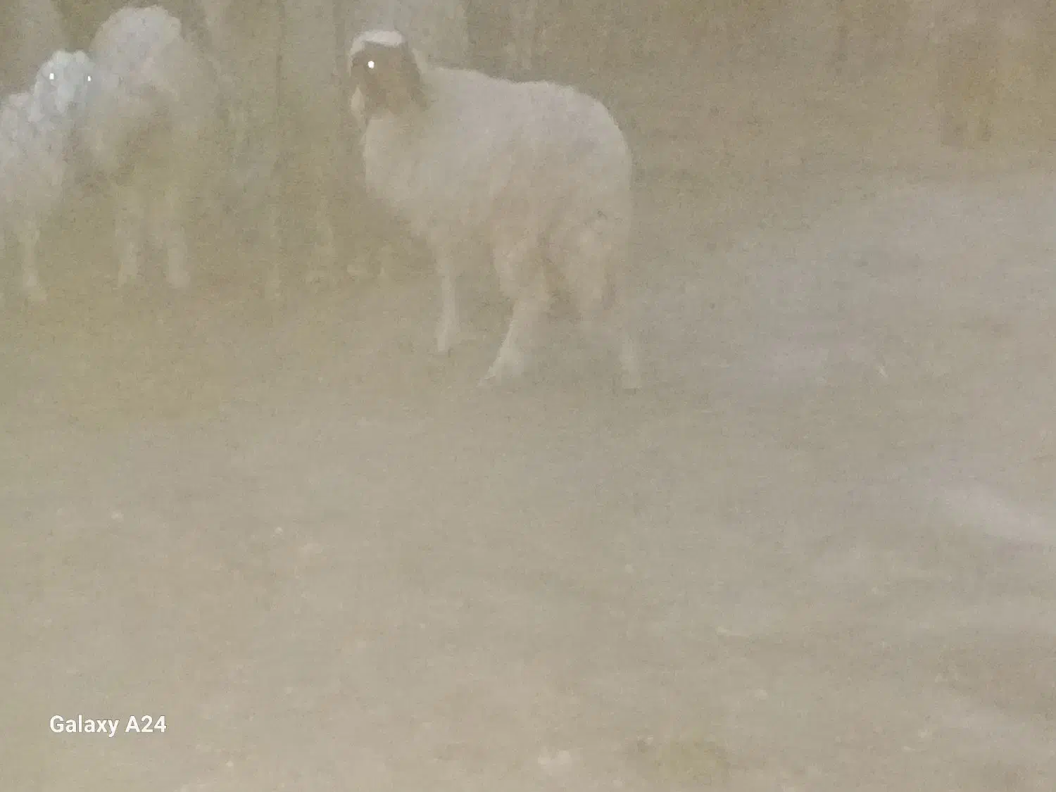 یک عدد شک ورن با یک کاور|حیوانات مزرعه|دهلران, |دیوار