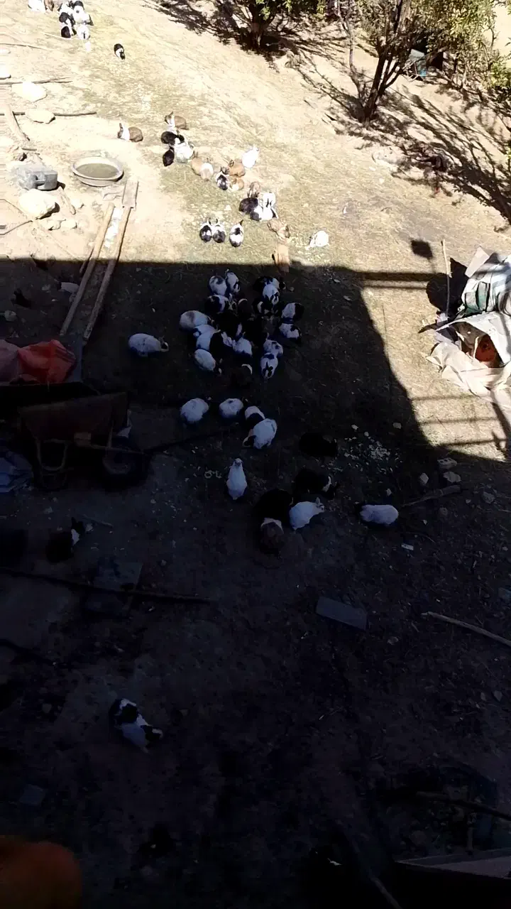 حیوانات خانگی|موش و خرگوش|بوکان, |دیوار