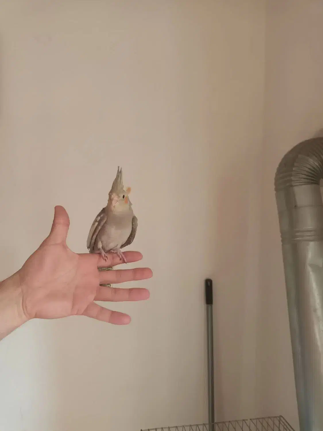 طوطی عروس جوجه رام|پرنده|شفت, |دیوار