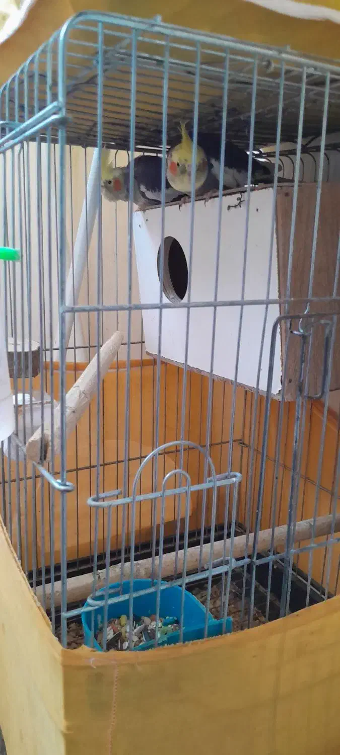 مولد همراه قفس لوازم روتخم هستندمعاوضه|پرنده|کرج, خرمدشت|دیوار