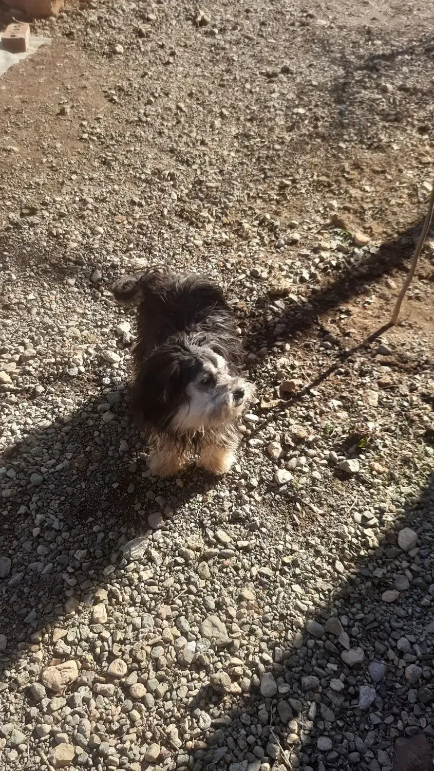 پاکوتاه|سگ|قره ضیاالدین, |دیوار