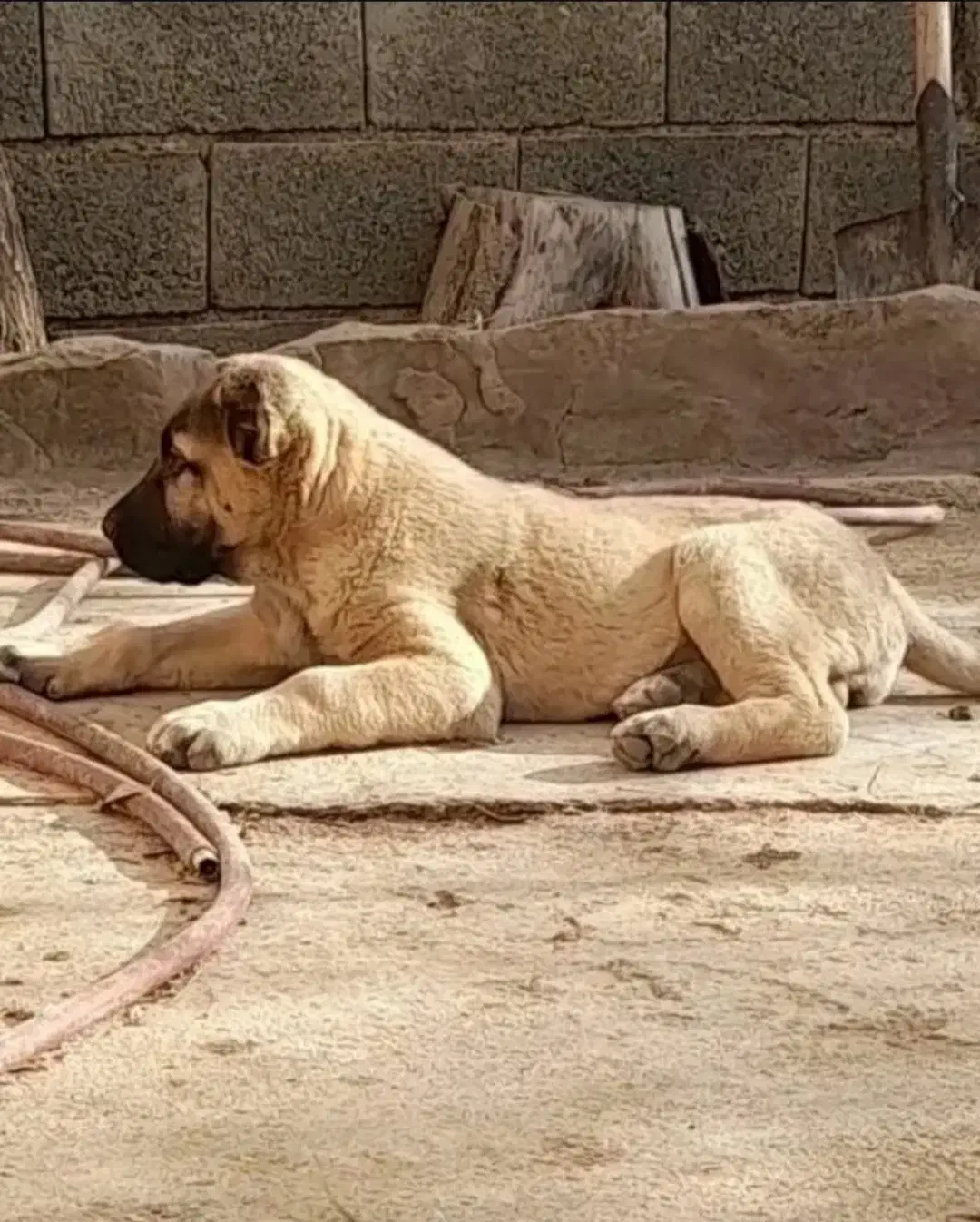 توله سرابی|سگ|بروجرد, |دیوار