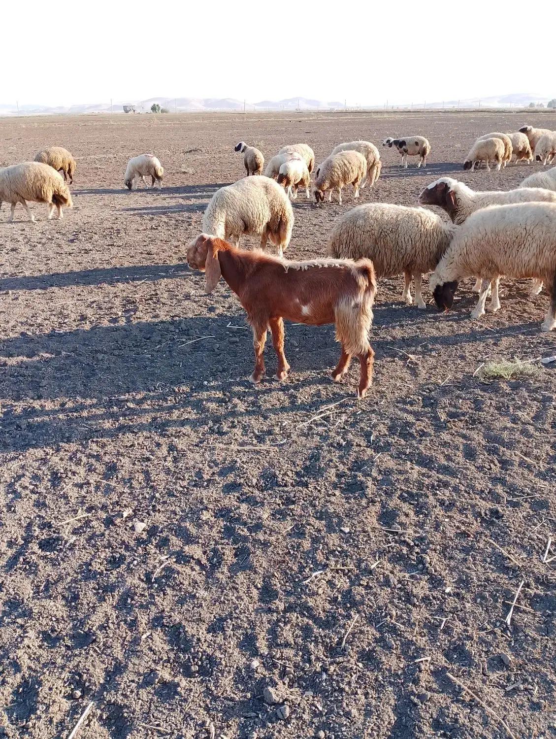 دو عدد بزغاله نر درجه یک|حیوانات مزرعه|دشت ذهاب, |دیوار