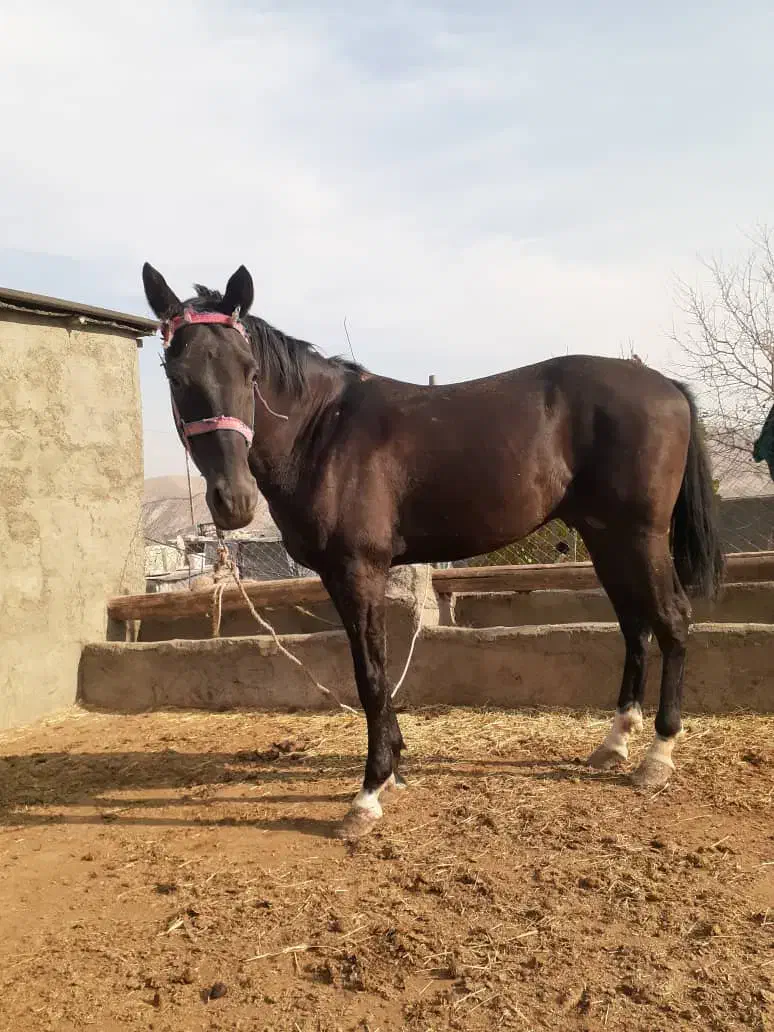 اسب نریان ترکمن اخال|اسب و تجهیزات اسبسواری|لواسان, |دیوار