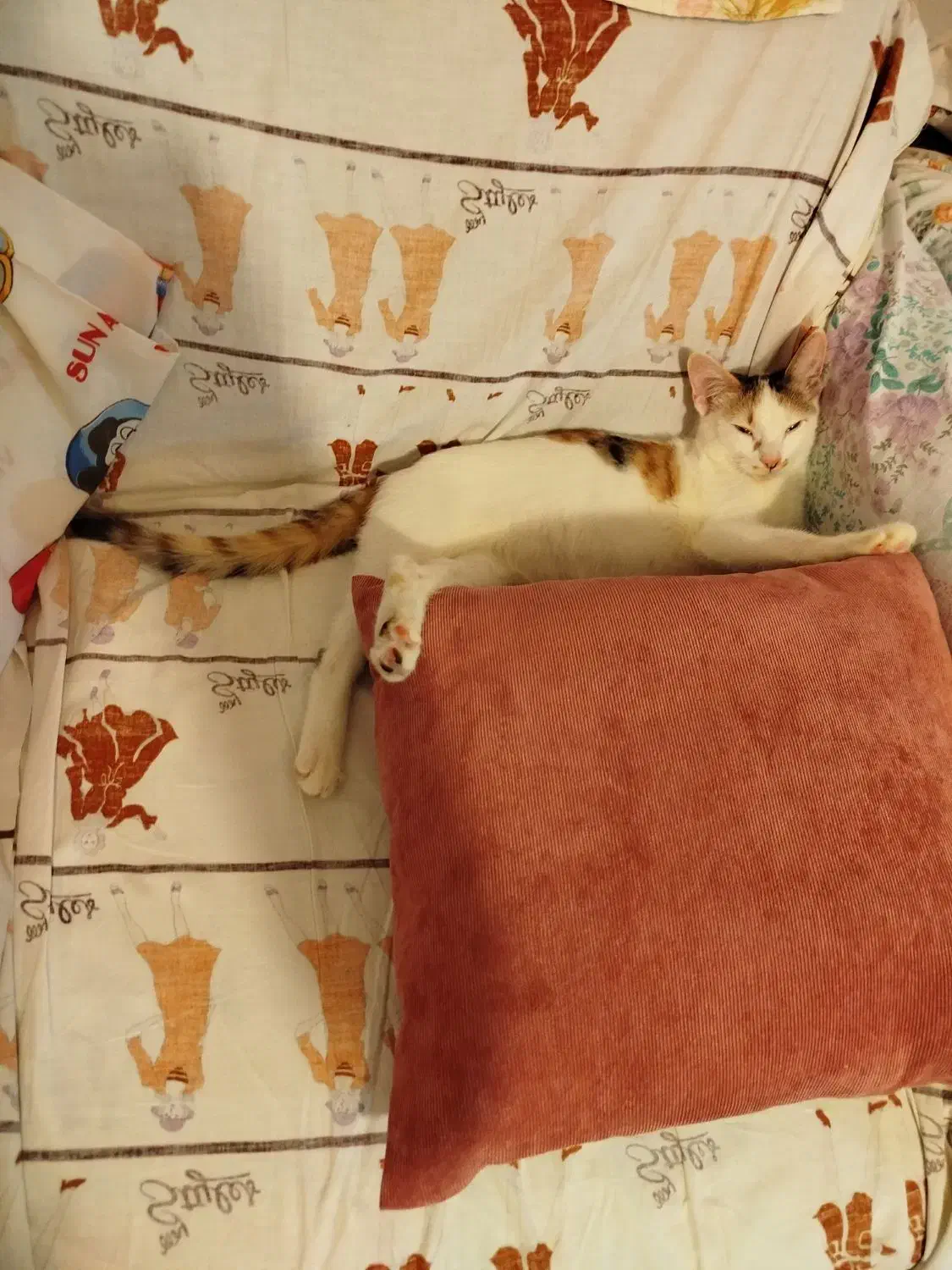 گربه|گربه|میاندوآب, |دیوار