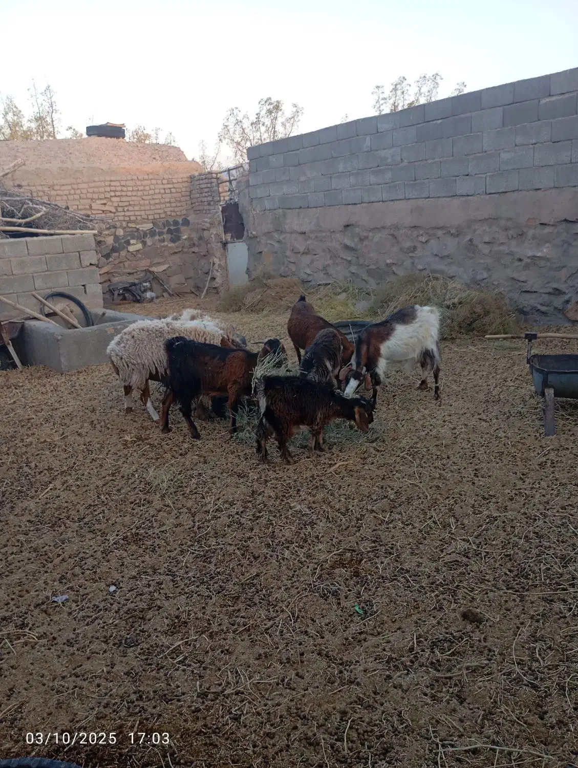 بز فروشی|حیوانات مزرعه|بیرجند, |دیوار