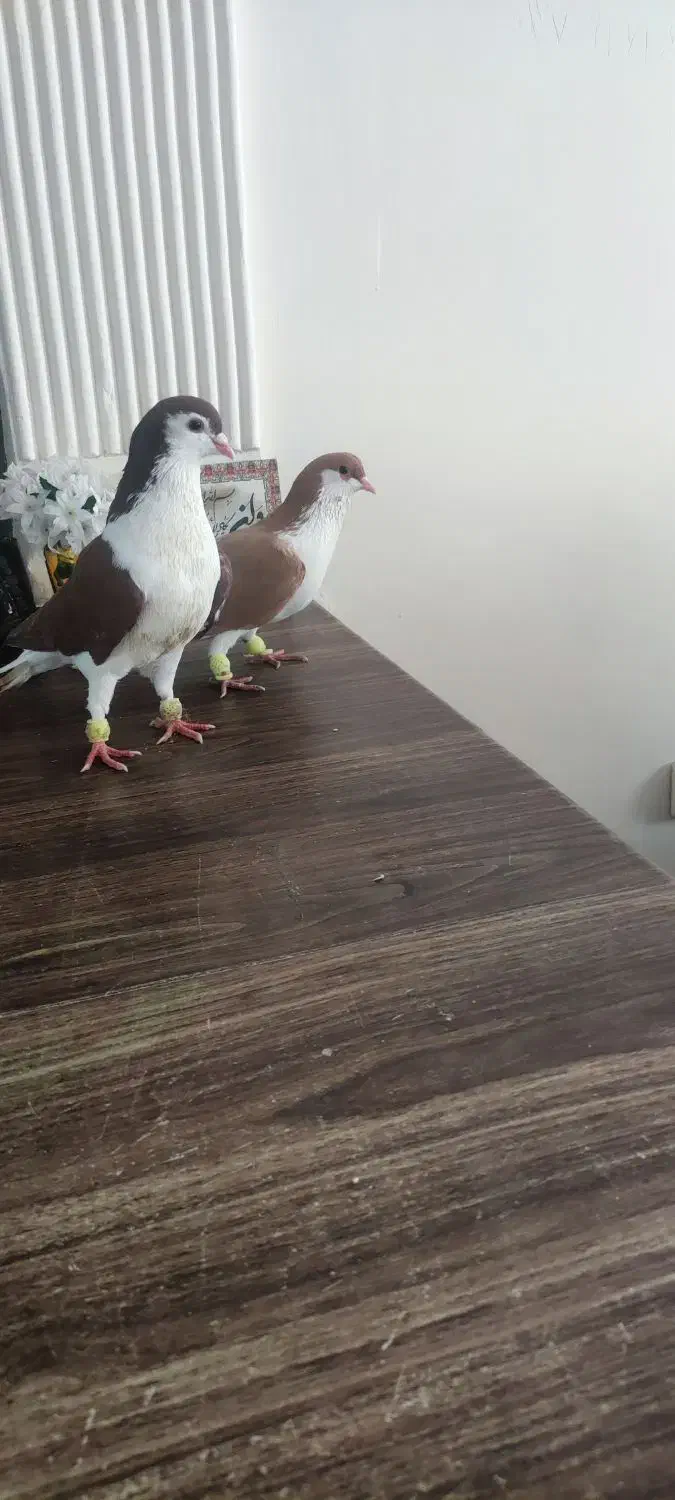 نرماده ساده|حیوانات|گلبهار, شهر جدید گلبهار|دیوار