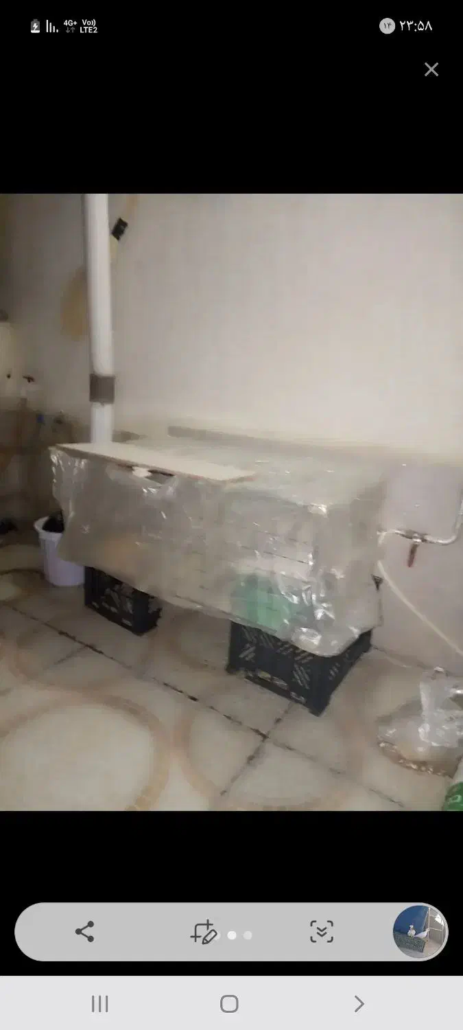 دو کبوتر طوقی حراج|پرنده|سروآباد, |دیوار