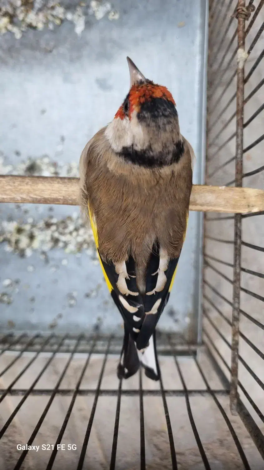 سهره نر دورگ|پرنده|سیرجان, |دیوار