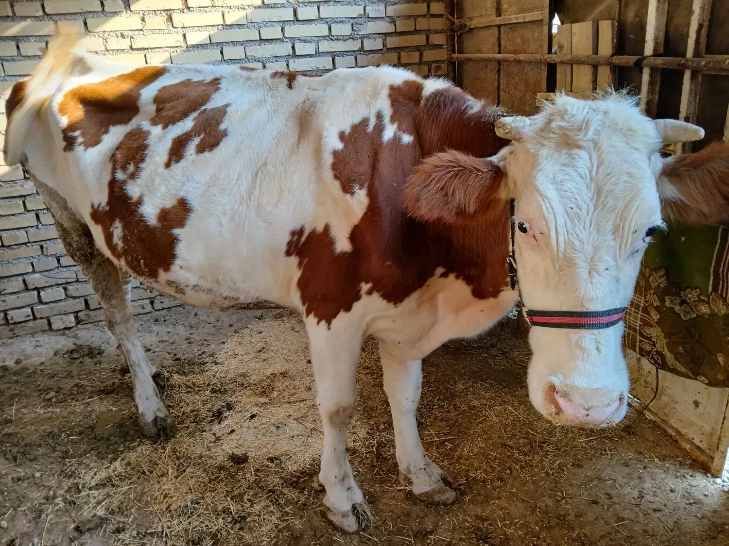 گاو|حیوانات مزرعه|کرخه, |دیوار