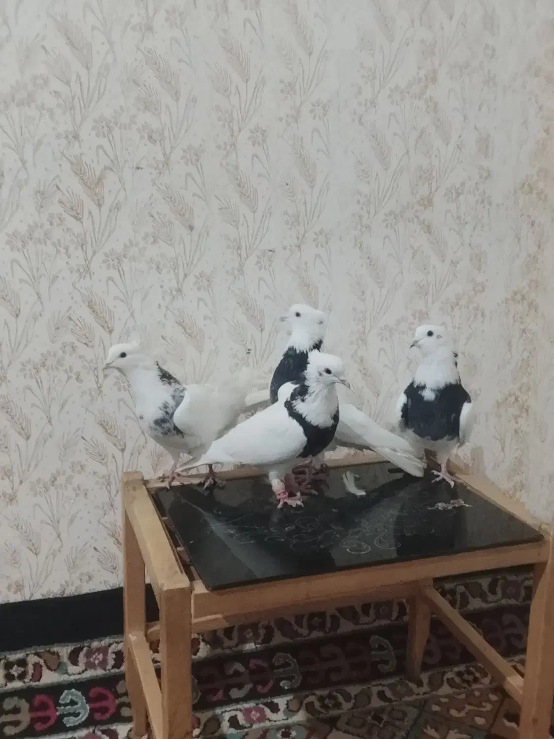 شلوار|پرنده|خرمآباد, |دیوار