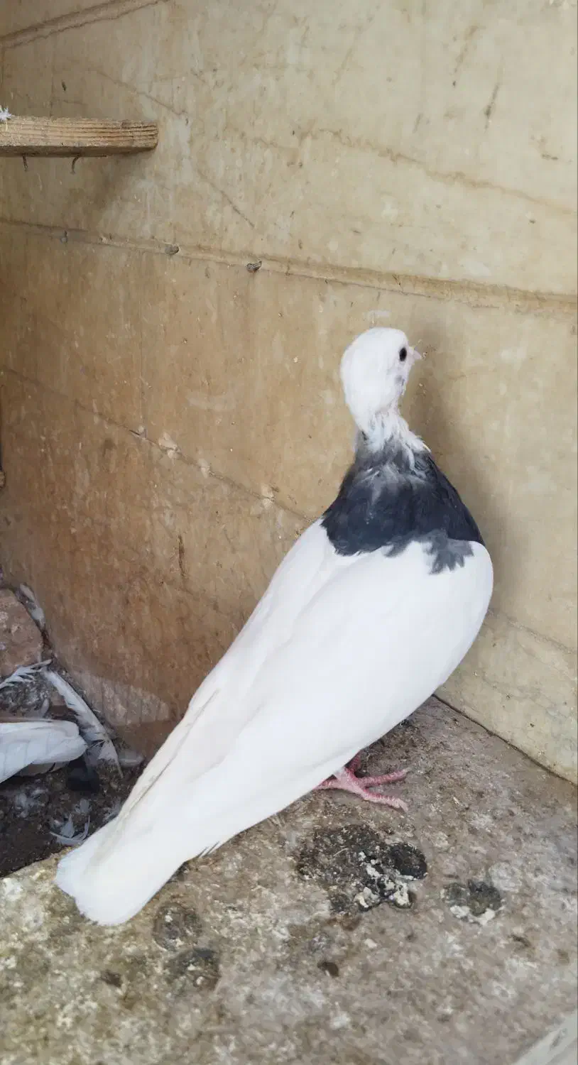 کبوتر کلفه|پرنده|اردبیل, |دیوار