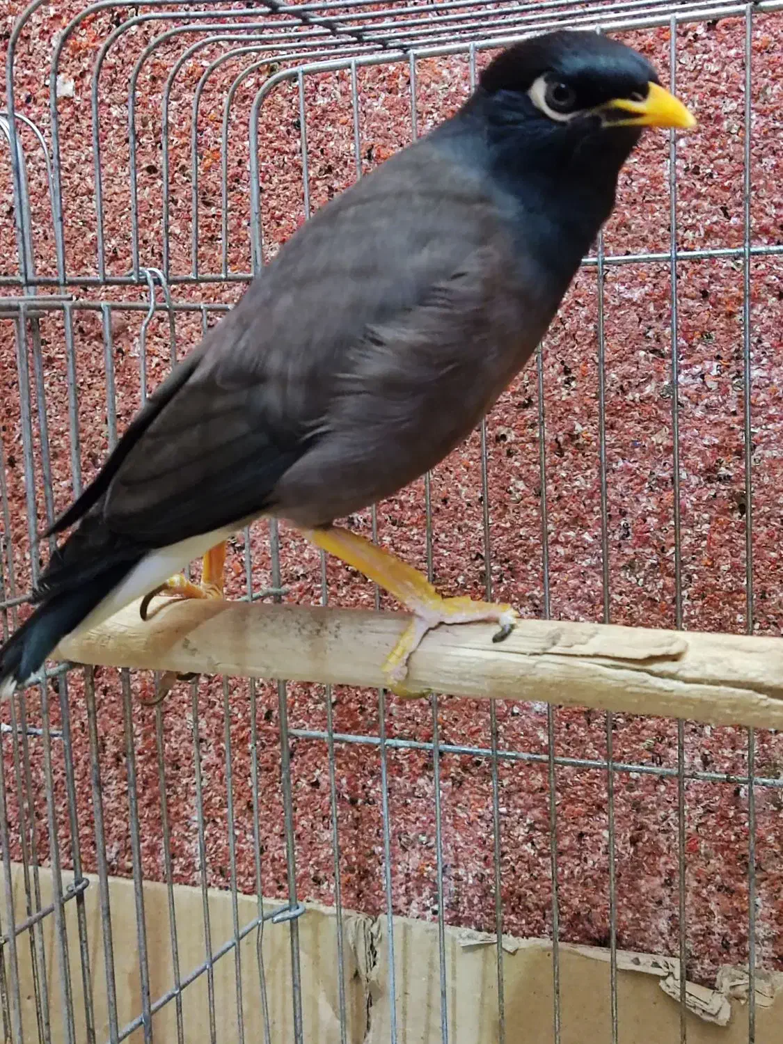 مینا|پرنده|بندرعباس, |دیوار