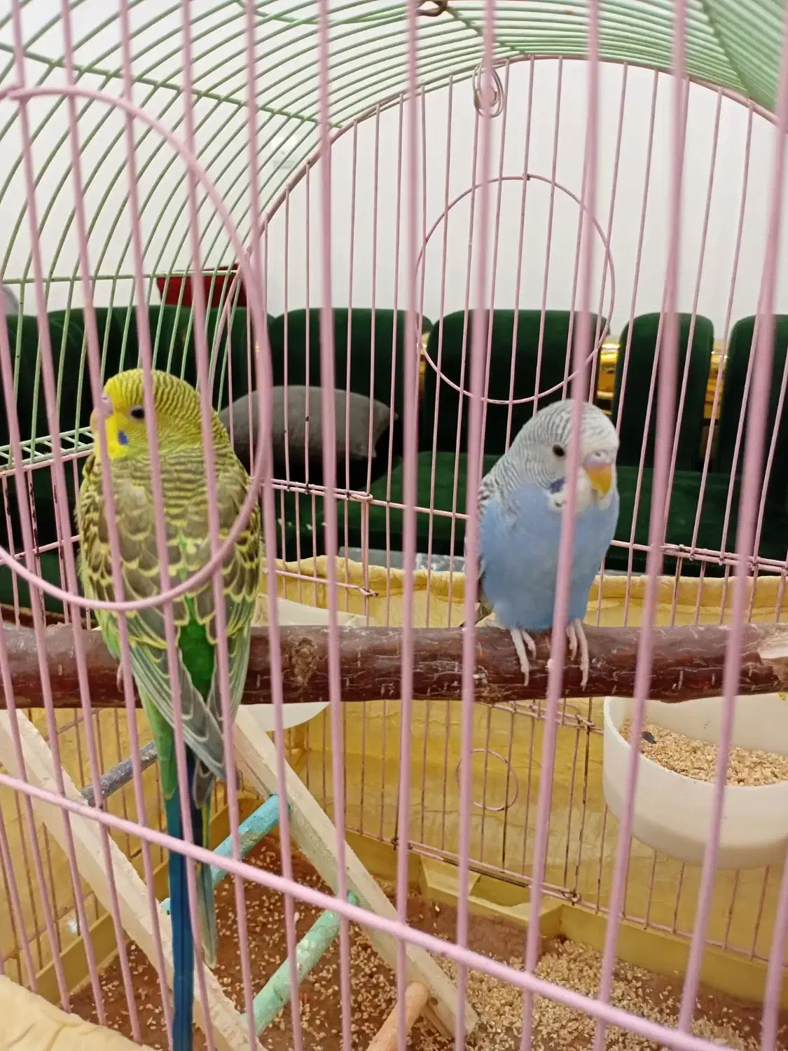 2عددمرغ عشق سروحال باقفس|پرنده|بومهن, |دیوار