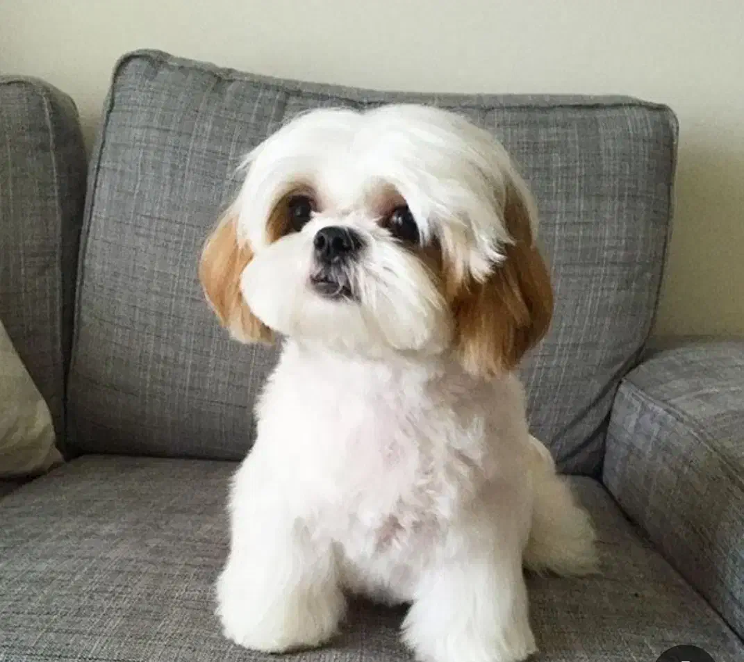 پانسیون خانگیه پودی|خدمات پیشه و مهارت|فردیس, شهرک ناز|دیوار