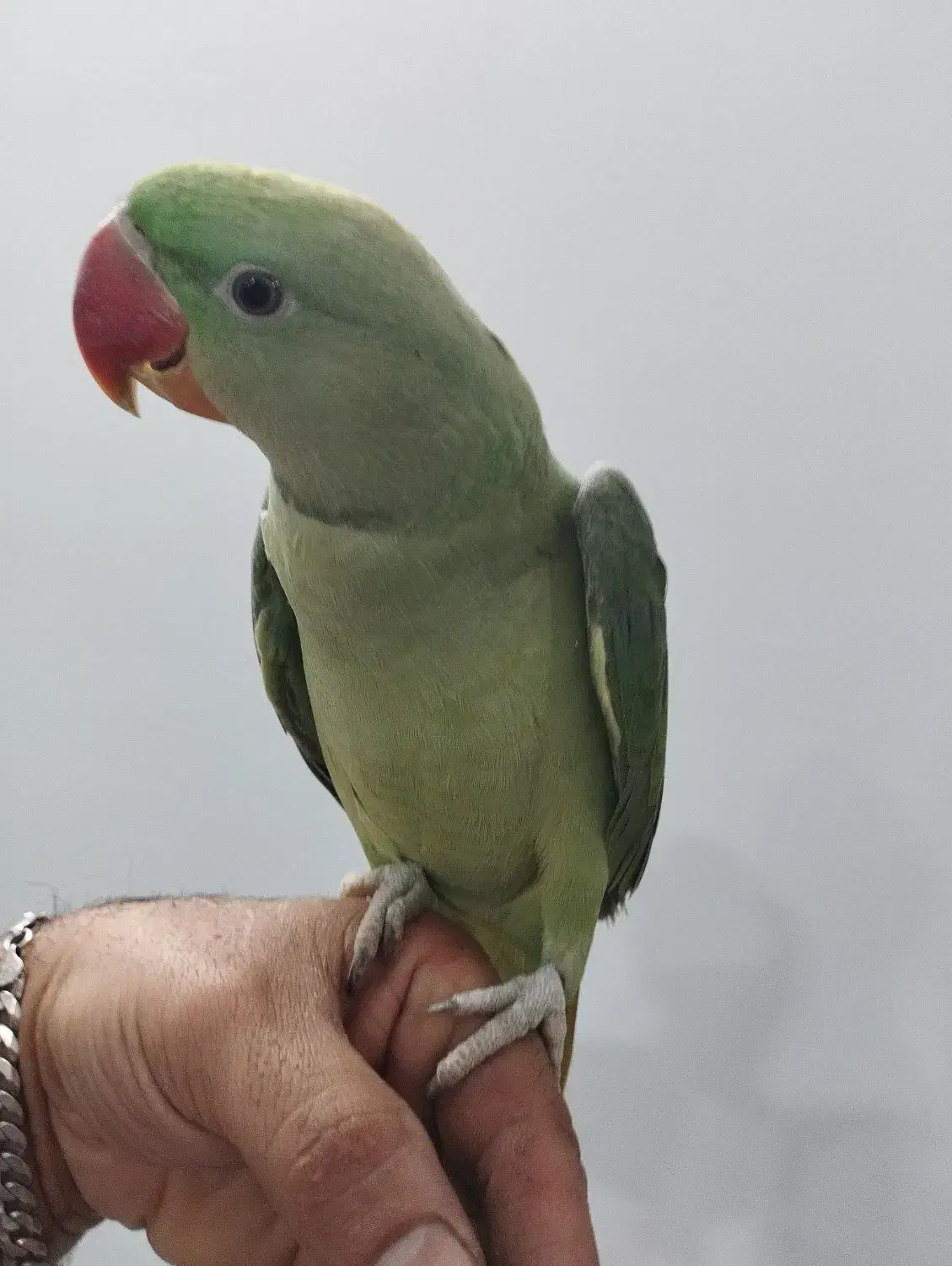 شاه طوطی|پرنده|کهریزک, |دیوار