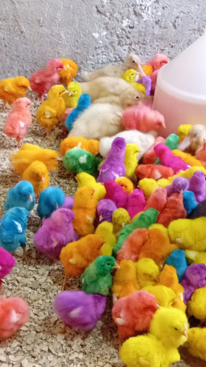 جوجه رنگی|حیوانات مزرعه|شیروان (خراسان), |دیوار