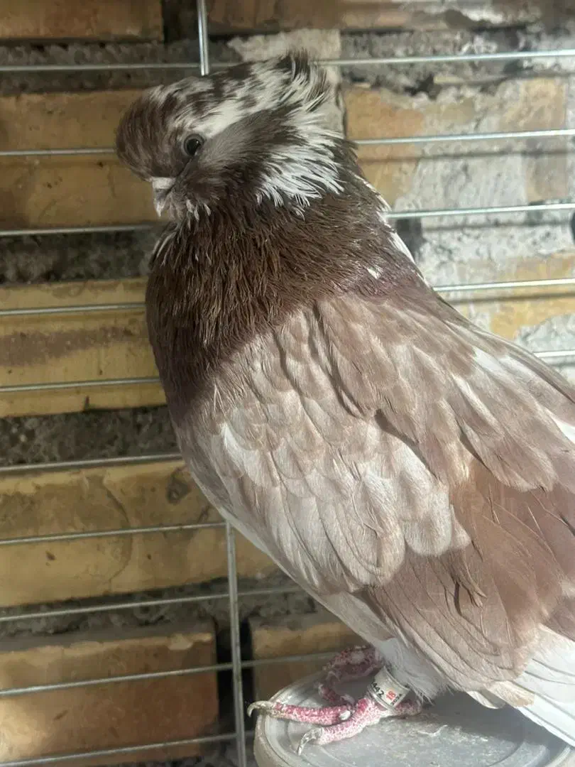 کبوتر نوک قنار با اصل و نصب|پرنده|علیآباد کتول, |دیوار