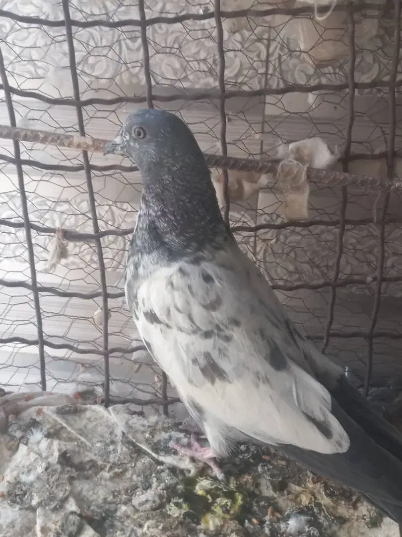 کبوتر پرشی|پرنده|ایرانشهر, |دیوار