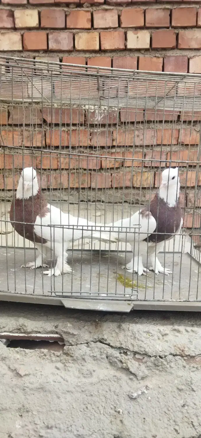 پلنگ .طوقی|پرنده|زرند, |دیوار