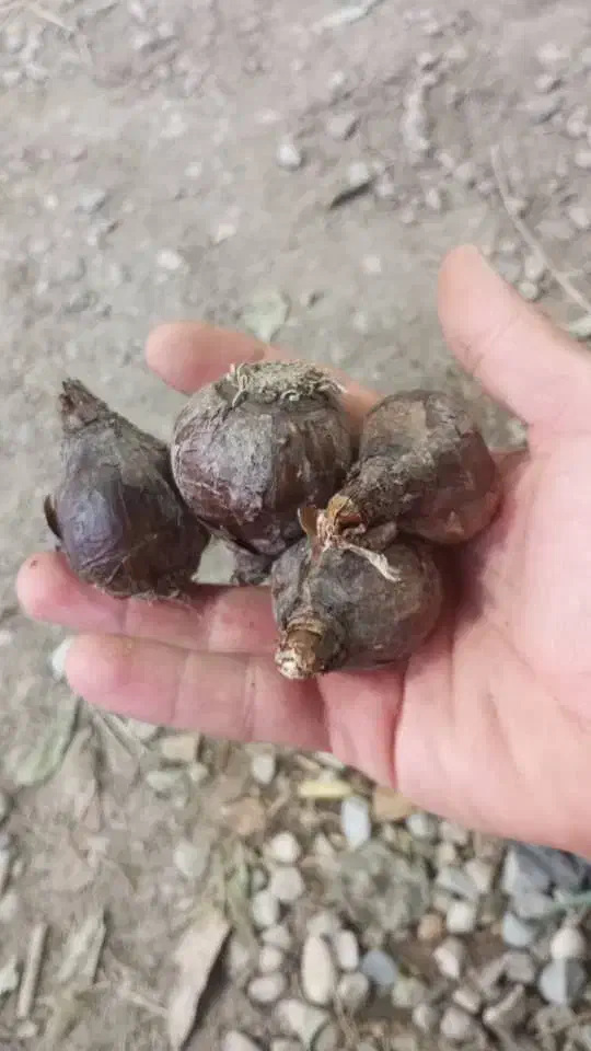 پیاز گل نرگس|گل و گیاه طبیعی|رامهرمز, |دیوار