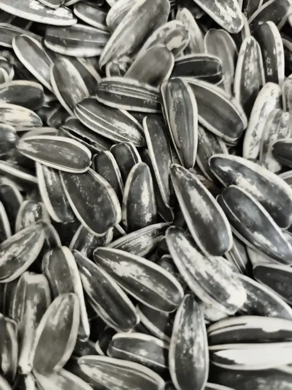 تخمه|خوردنی و آشامیدنی|فریمان, |دیوار