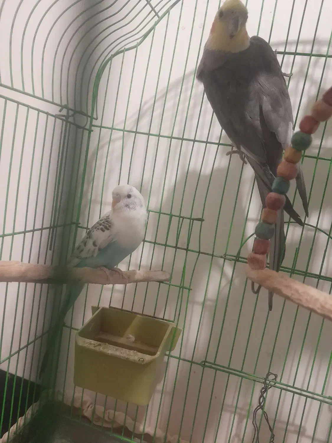 عروس هلندی و مرغ عشق|پرنده|بناب, |دیوار